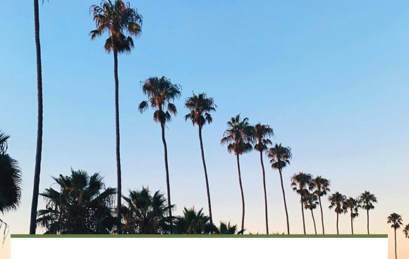 Beautiful trees in the skyline. 